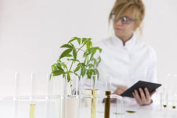 Científico revisando un aceite de cbd farmacéutico en un laboratorio con una tableta — Foto de Stock