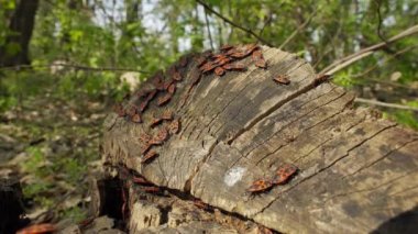 Pirorocoridae ahşap üzerinde oturan, kırmızı Bugs, arka planda yaprakları, yangın Bug 