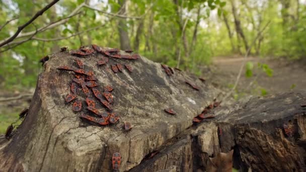 Pyrrhocoridae Zittend Hout Rode Bugs Bladeren Achtergrond Fire Bug — Stockvideo