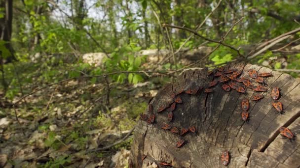 Pyrrhocoridae Siedzi Drewnie Czerwone Błędy Liście Tle Fire Bug — Wideo stockowe