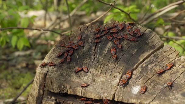 Pyrrhocoridae Sitter Trä Röda Buggar Löv Bakgrunden Fire Bug — Stockvideo