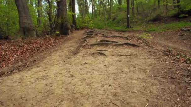 Vandra Genom Skogsvägen Vid Fruska Gora Nationalpark Mountain — Stockvideo