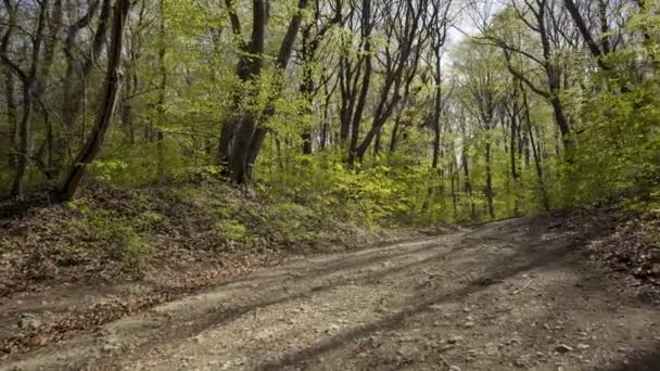 Spaziergang Durch Die Waldstraße Berg Des Nationalparks Fruska Gora — Stockvideo