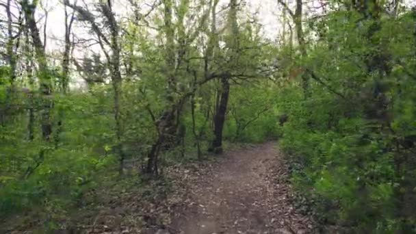 Promenade à travers la route forestière à la montagne du parc national Fruska Gora 