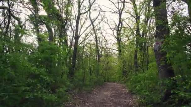 Spaziergang Durch Die Waldstraße Berg Des Nationalparks Fruska Gora — Stockvideo