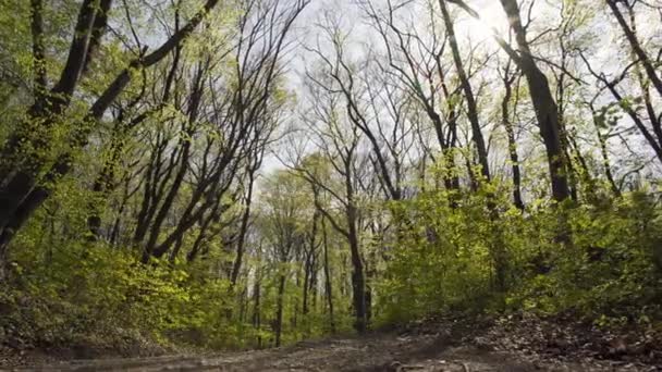 Sonne Scheint Durch Die Bäume Des Berges Fruska Gora — Stockvideo