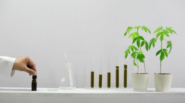 CBD ile cam tüplere sahip duvara beyaz raf. el damlalar ile saat cam üzerinde CBD yağı bırakarak. Orada saksı esrar bitki var. Sağlık konsepti.