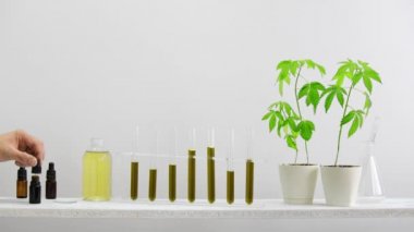 CBD ile cam tüplere sahip duvara beyaz raf. el damlalar ile saat cam üzerinde CBD yağı bırakarak. Orada saksı esrar bitki var. Sağlık konsepti.