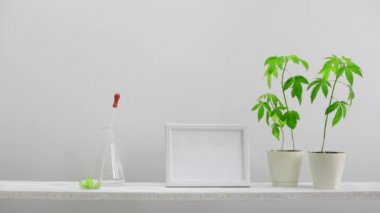 Resim çerçevesi mockup ile modern oda dekorasyonu. Mia yağı ile cam damla şişe aşağı koyarak elle duvara beyaz raf. Orada saksı esrar bitki var. CBD sağlık konsepti.
