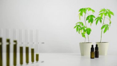 CBD ve saksı esrar bitki ile cam tüpler. Masadaki CBD yağı ile laboratuar Flask aşağı koyarak el. Sağlık konsepti.