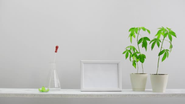 现代房间装饰与相框模型 白色搁板对墙 手放下玻璃滴瓶与Cbd油 有盆栽大麻植物 Cbd 健康概念 — 图库视频影像