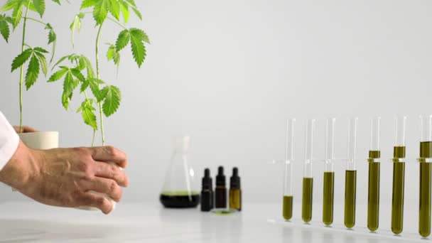 Tubes Verre Avec Cbd Poser Main Une Plante Marijuana Pot — Video