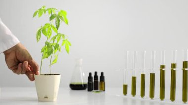 CBD yağı ile cam tüpler. Bilim adamı dönen esrar bitki döner. Sağlık konsepti.