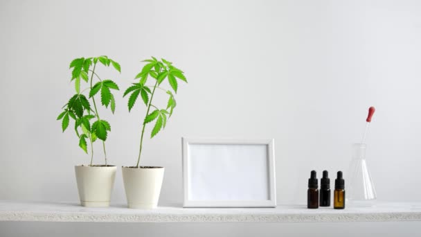 现代房间装饰与相框模型 白色搁板对墙与手浇水盆栽大麻植物 Cbd 健康概念 — 图库视频影像