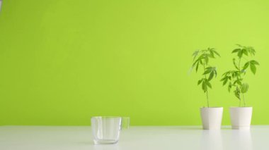 Çömlekçilikte marihuana bitkisi olan beyaz masa. Çaydanlıktan bardağa sıcak Cbd çayı döküyorum. Yeşil arkaplan.
