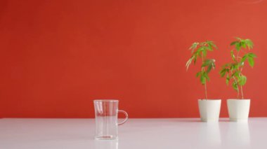 Çömlekçilikte marihuana bitkisi olan beyaz masa. Çaydanlıktan bardağa sıcak Cbd çayı döküyorum. Kırmızı arkaplan.
