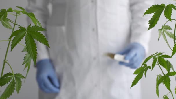 白桌和大麻植物在陶器中 科学家带着蓝色乳胶手套拿着装Cbd药丸的盒子 保健和医药概念 — 图库视频影像
