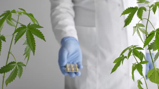 Λευκό Τραπέζι Φυτό Μαριχουάνας Στην Κεραμική Επιστήμονας Μπλε Γάντια Λατέξ — Αρχείο Βίντεο