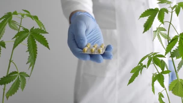 White Table Marijuana Plant Pottery Scientist Blue Latex Gloves Holding — Stock Video