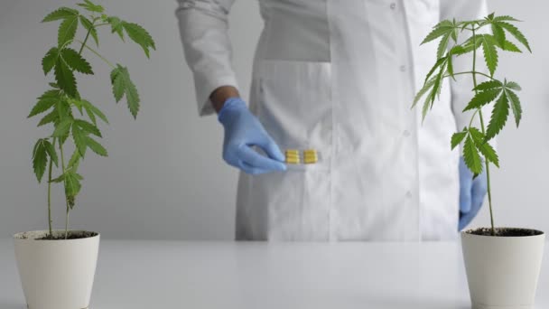 Weißer Tisch Mit Marihuana Pflanze Keramik Wissenschaftler Mit Blauen Latexhandschuhen — Stockvideo