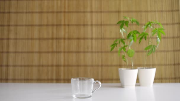 陶器にマリファナの植物を持つ竹のテーブル ティーポットからグラスに熱いCbd茶を注ぐ手 居心地の良い背景 — ストック動画