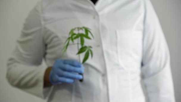 Scientifique Tenant Tube Verre Avec Une Plante Marijuana Devenant Huile — Video