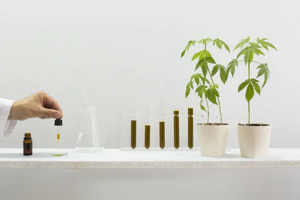 Mão deixando cair o óleo CBD no vidro do relógio com conta-gotas . — Fotografia de Stock