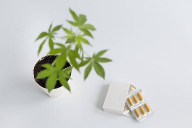 Çömlekçilikte marihuana bitkisi olan beyaz masa. Masanın üzerinde Cbd hapları olan bir kutu..