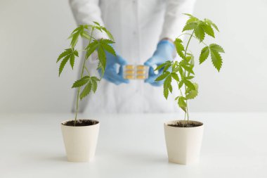 Çömlekçilikte marihuana bitkisi olan beyaz masa. Bilim adamı içinde Cbd hapları olan bir kutu tutuyor..