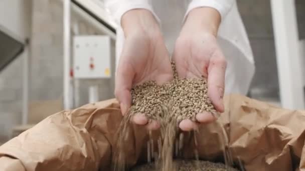 工場で袋からCbd麻の種子の多くを取る手 — ストック動画