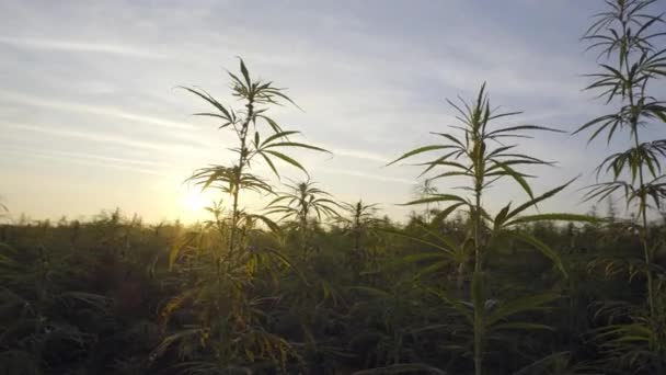 Marihuana Cbd Roślin Konopnych Pole Wschodzie Słońca — Wideo stockowe