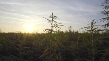Gün doğumunda Esrar Cbd kenevir bitkiler alan