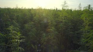 Gün doğumunda Esrar Cbd kenevir bitkiler alan