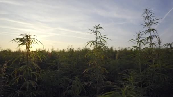 Marijuana Cbd Hampa Växter Fält Soluppgången — Stockvideo