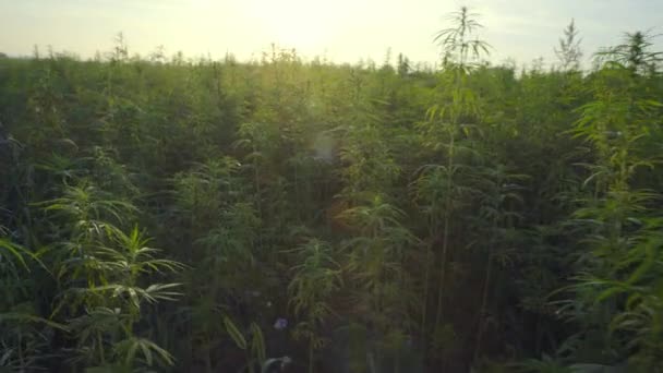 Marijuana Cbd Bidang Tanaman Hemp Saat Matahari Terbit — Stok Video