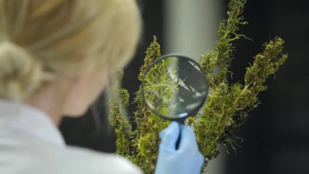 Vetenskapsman Observera Torra Cbd Hampa Blommor Med Förstoringsglas Fabriken — Stockvideo