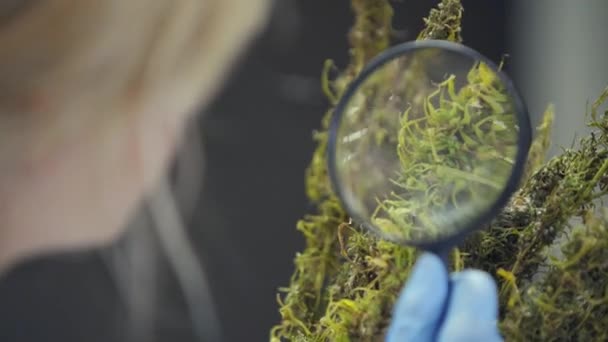 Wissenschaftler Beobachtet Trockene Cbd Hanfblüten Mit Lupe Fabrik — Stockvideo