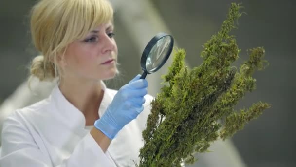 Científico Observando Flores Secas Cáñamo Cbd Con Lupa Fábrica — Vídeos de Stock