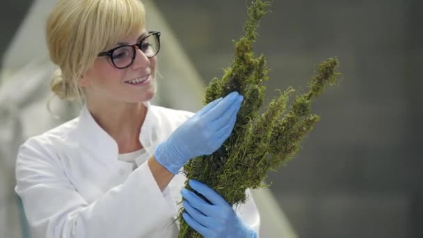 Scienziato Osservando Fiori Secchi Canapa Cbd Fabbrica Sta Sorridendo Felice — Video Stock