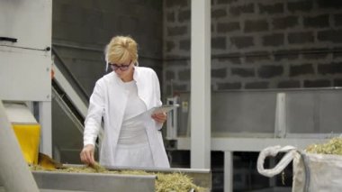 Bilim adamı fabrikada sıralama makinesi tarafından kuru Cbd kenevir tesisleri gözlemleyerek ve notlar alarak. O gülümsüyor ve sonuçlardan memnun
