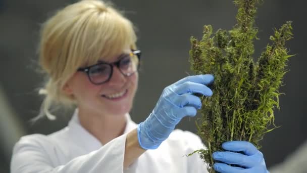 Cientista Observando Flores Cânhamo Cbd Secas Fábrica Ela Está Sorrindo — Vídeo de Stock