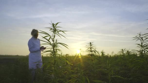 Vetenskapsman Observera Cbd Hampa Växter Marijuana Fältet Och Med Anteckningar — Stockvideo