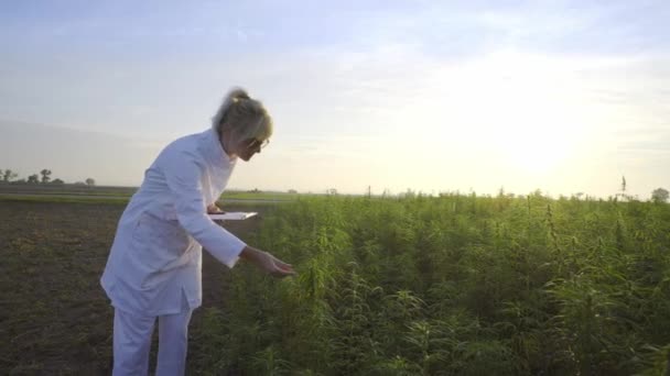 Científico Observando Plantas Cáñamo Cbd Campo Marihuana Tomando Notas — Vídeos de Stock