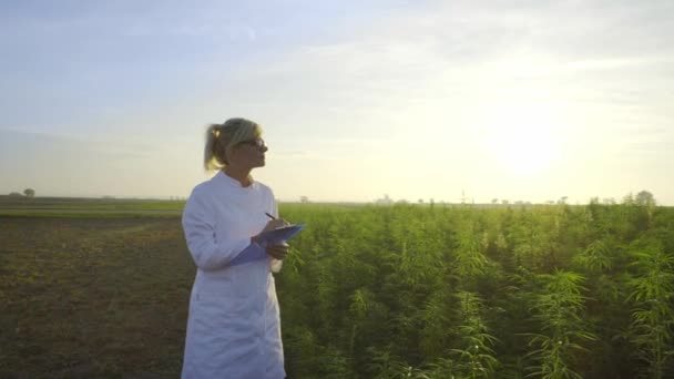 Científico Observando Plantas Cáñamo Cbd Campo Marihuana Tomando Notas — Vídeo de stock