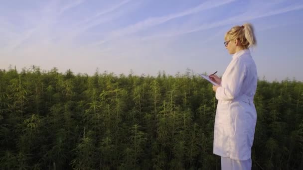 Cientista Observando Plantas Cânhamo Cbd Campo Maconha Tomar Notas — Vídeo de Stock