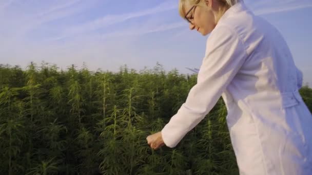 Wetenschapper Het Observeren Van Cbd Hennepplanten Marihuana Veld Het Nemen — Stockvideo