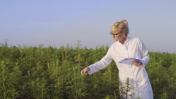 Científico Observando Plantas Cáñamo Cbd Campo Marihuana Tomando Notas — Vídeo de stock