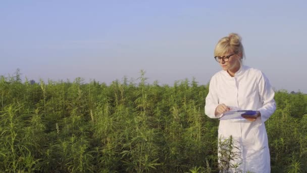 Wissenschaftler Beobachtet Cbd Hanfpflanzen Auf Marihuana Feld Und Macht Notizen — Stockvideo