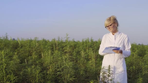 Científico Observando Plantas Cáñamo Cbd Campo Marihuana Tomando Notas — Vídeo de stock