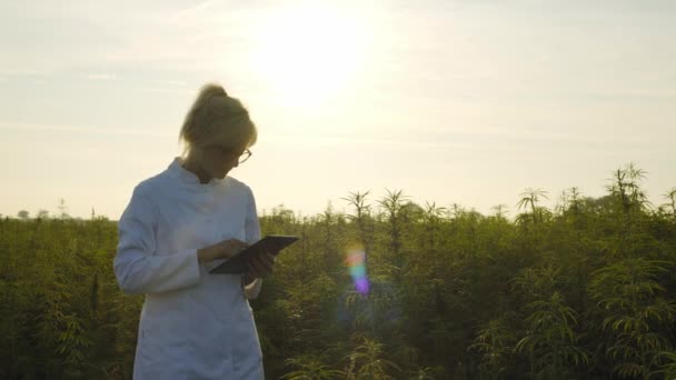 Para Ilmuwan Mengamati Tanaman Rami Cbd Ladang Mariyuana Dan Hasil — Stok Video